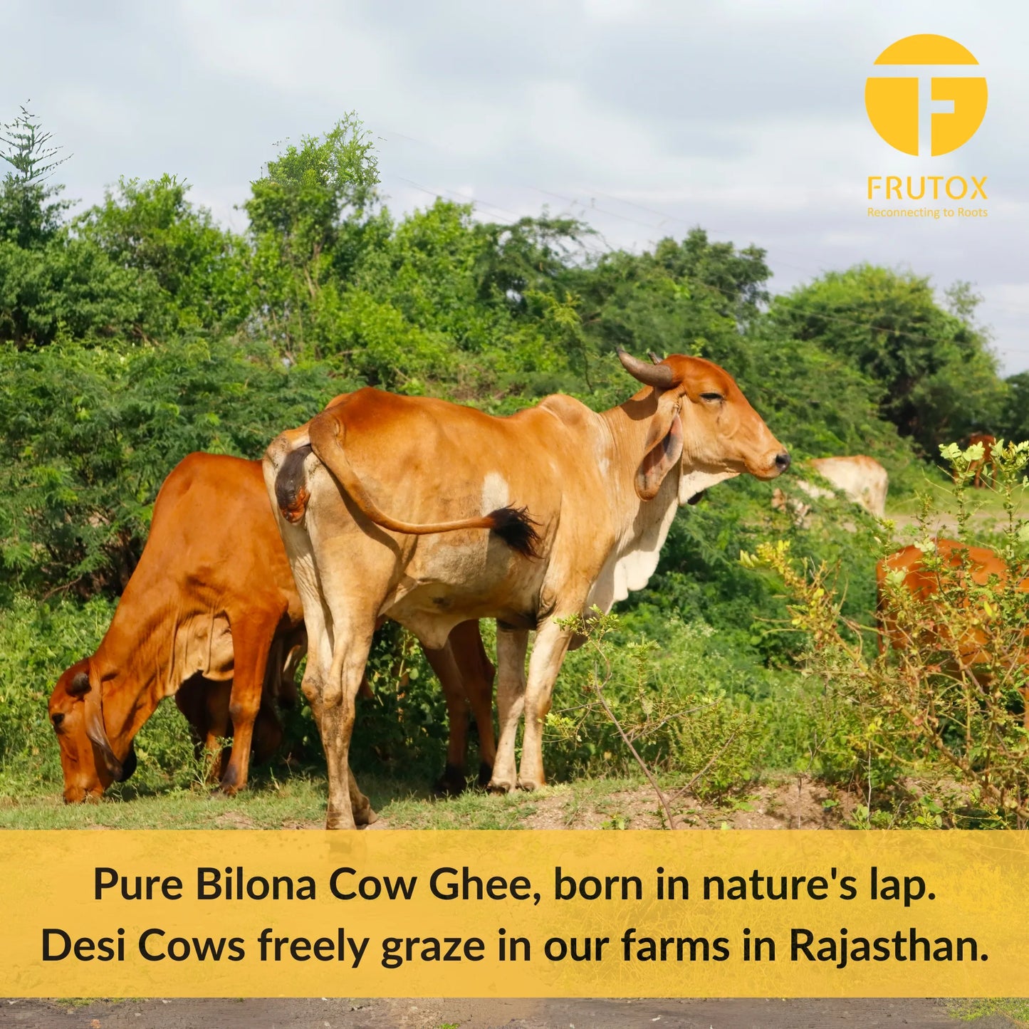 A2 Desi Cow Bilona Ghee – Hand-Churned, Traditional